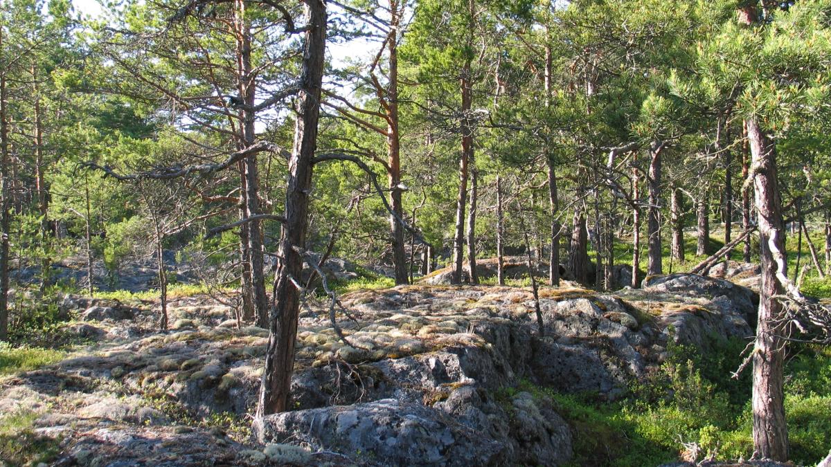 Luonnonvarakeskus ja Suomen ympäristökeskus selvittävät parhaita keinoja  pysäyttää luontokato