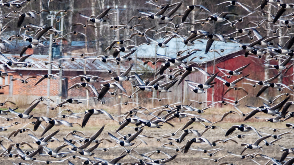 Vitkindade gäss på en åker. Foto: Jari Kontiokorpi