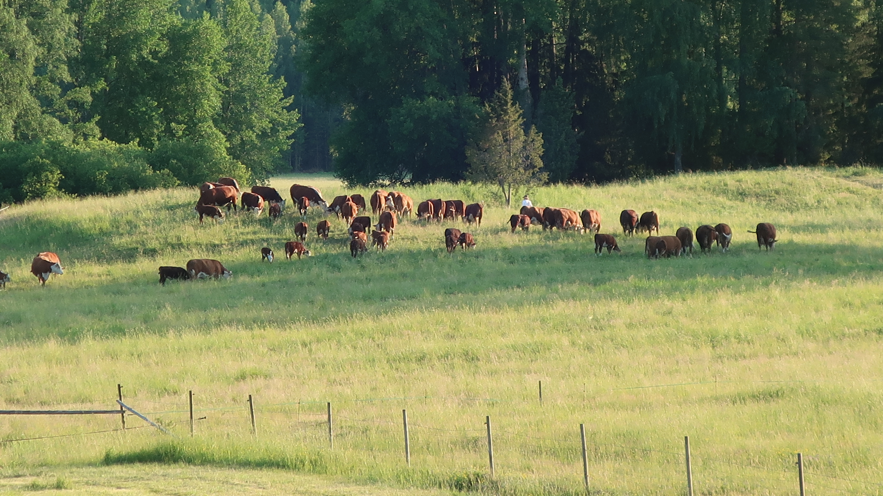 Laiduntavia nautoja kesäisellä laitumella metsän reunassa.