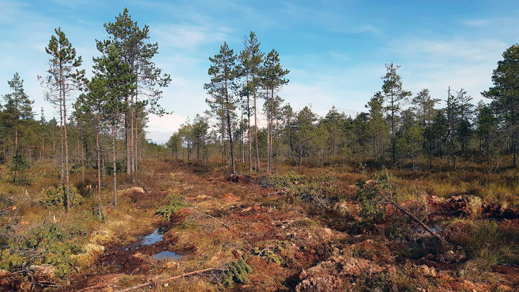 Vajosuo Kurjenrahkan kansallispuistossa