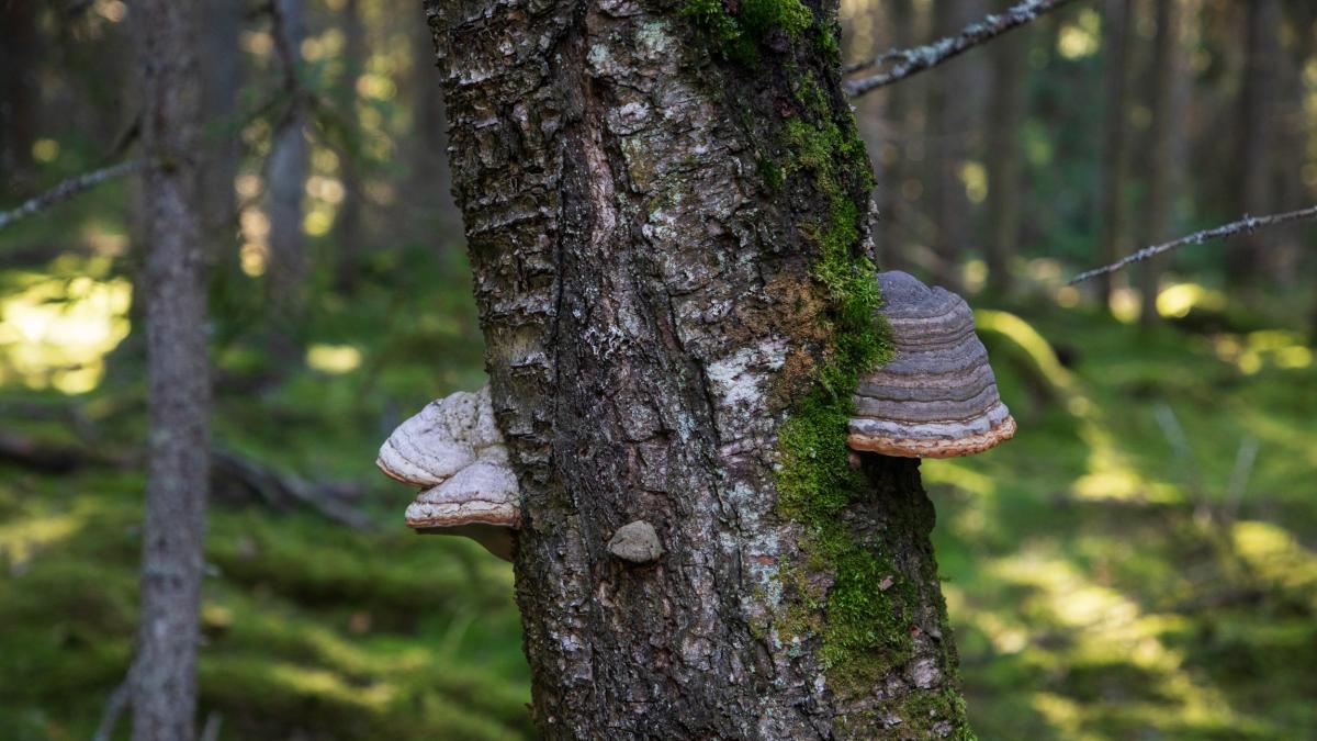 Lähikuva puunrungosta suojellussa metsässä.