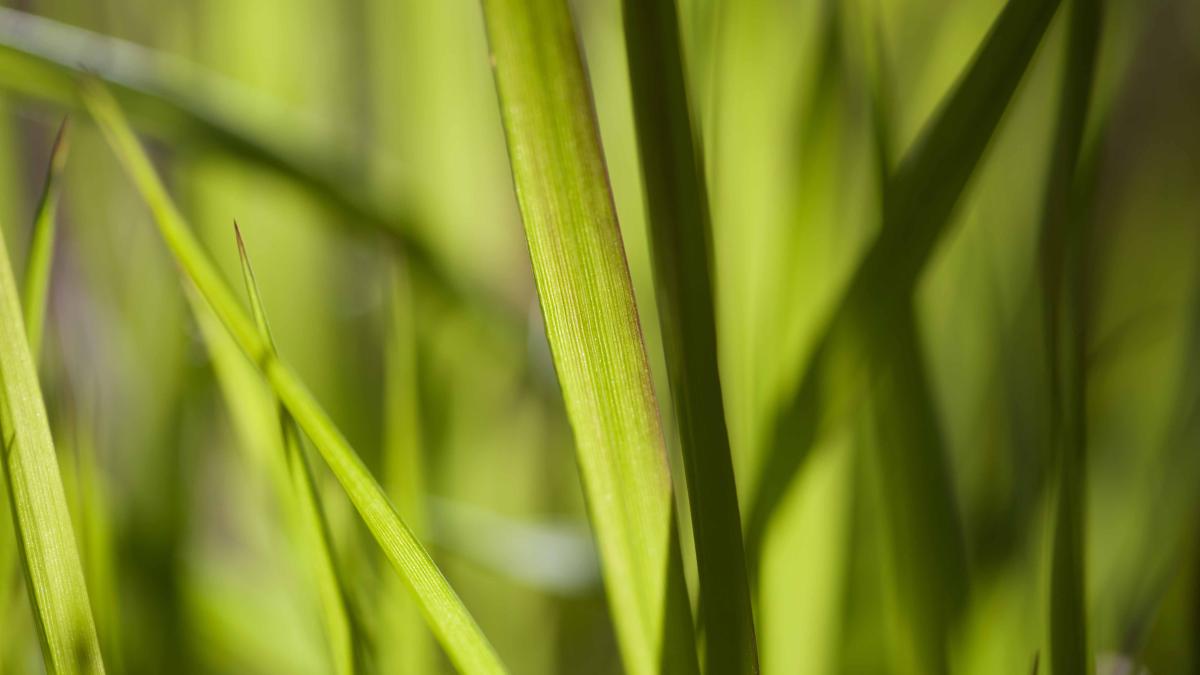 lähikuva ruohosta