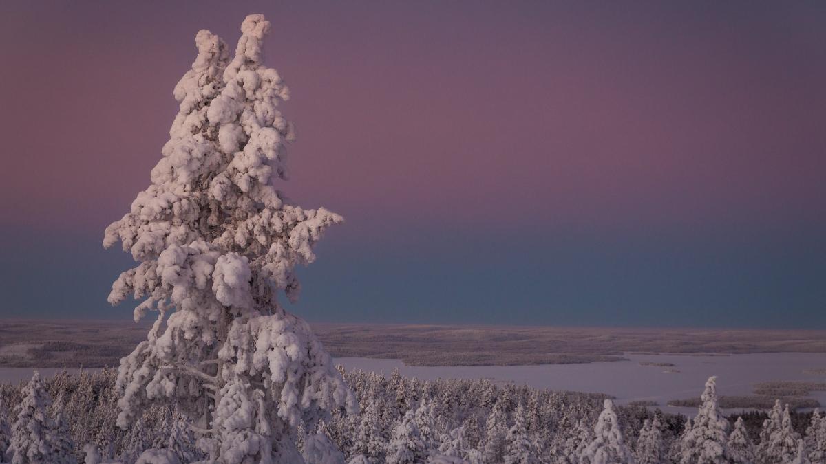 Kuvassa luminen puu lapista kaamoksen aikaan.