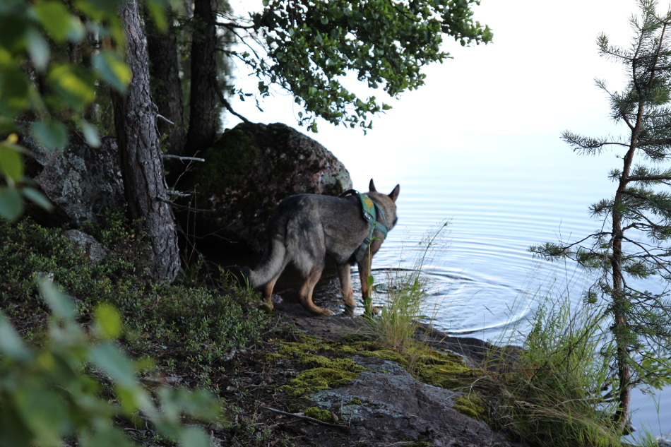 Rajakoira juo vettä järvestä.